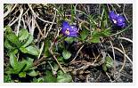 Veronica fruticans * Rock Speedwell - Ben Lawyers - July 1984 * 4812 x 2956 * (14.24MB)